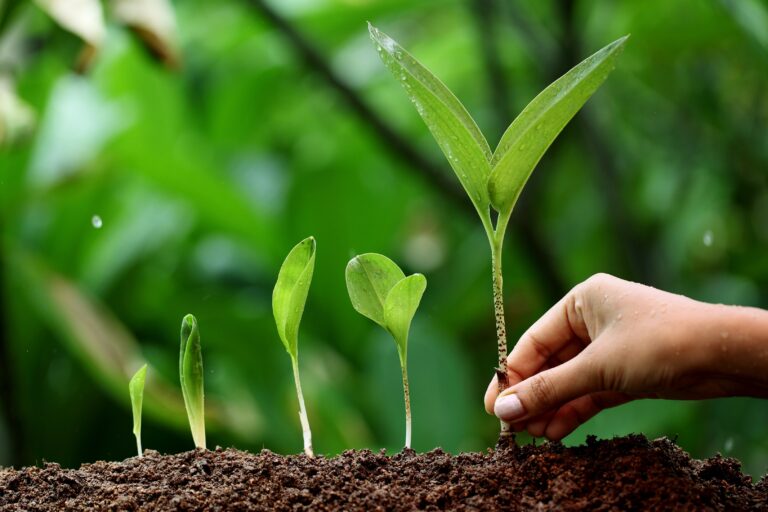 We will plant 1 tree for every 3 hosting packages sold in 2022!